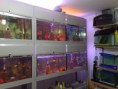 /album/balik-%c3%a7e%c5%9fitleri/a050820111537-jpg/