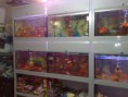 /album/balik-%c3%a7e%c5%9fitleri/a050820111538-jpg/