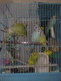 /album/balik-%c3%a7e%c5%9fitleri/a050820111546-jpg/