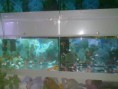 /album/balik-%c3%a7e%c5%9fitleri/a080620123075-jpg/